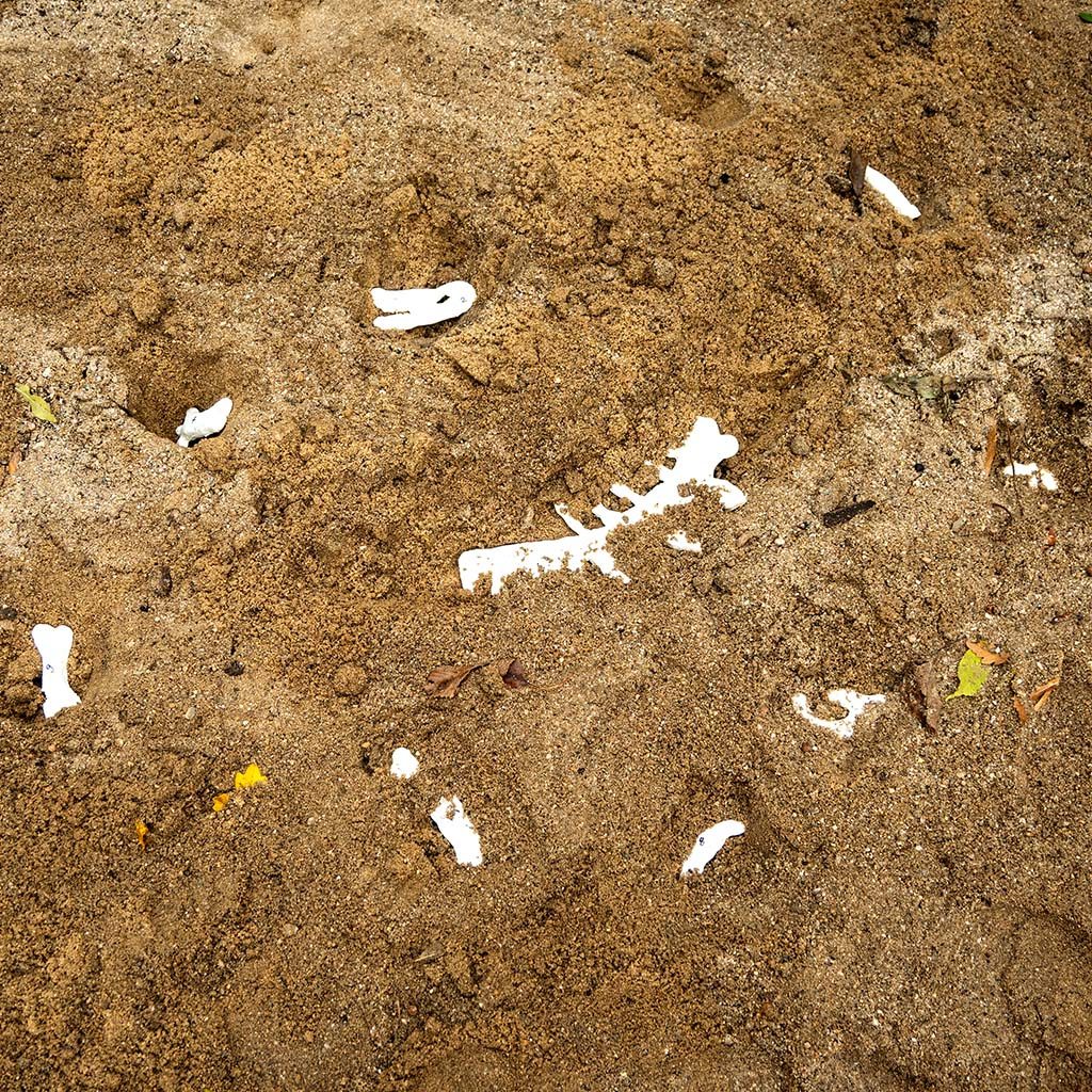 Die Dinosaurier-Knochen in der Ausgrabungsstätte platzieren