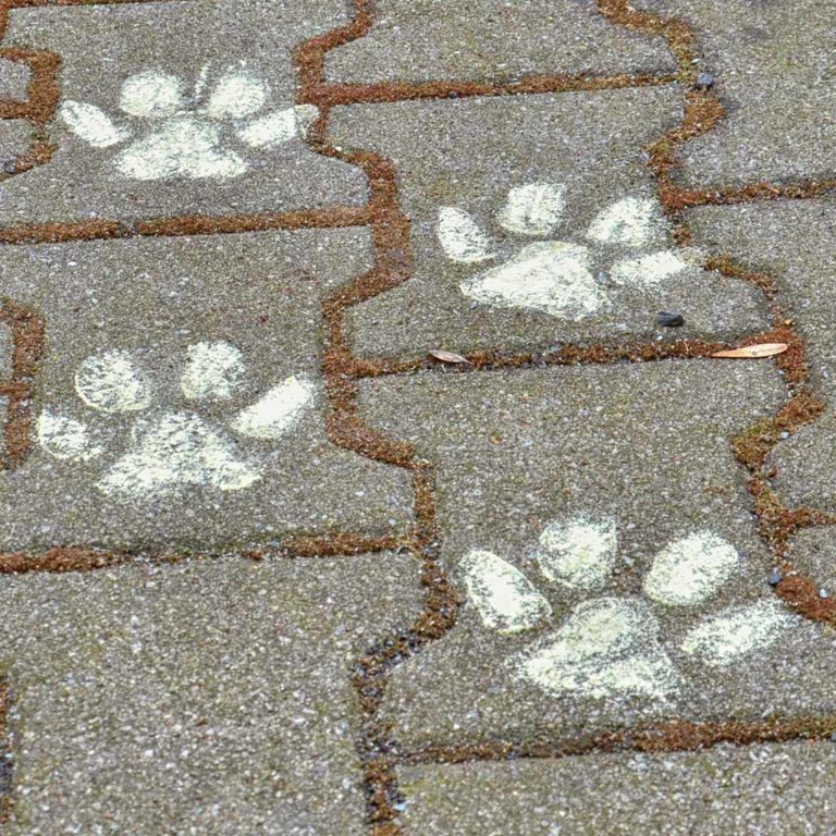 Tierspuren zum Ausdrucken für Rätsel und Spiele - AUSGEFUXT