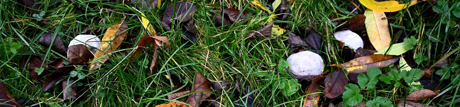 Steine backen - Schatzsuchen-Hinweise in Salzteig verstecken